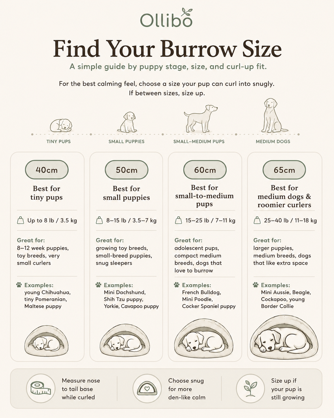 The Burrow